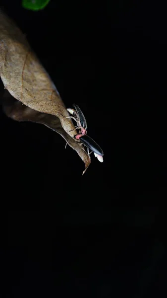 Primer Plano Del Insecto Enfoque Selectivo — Foto de Stock