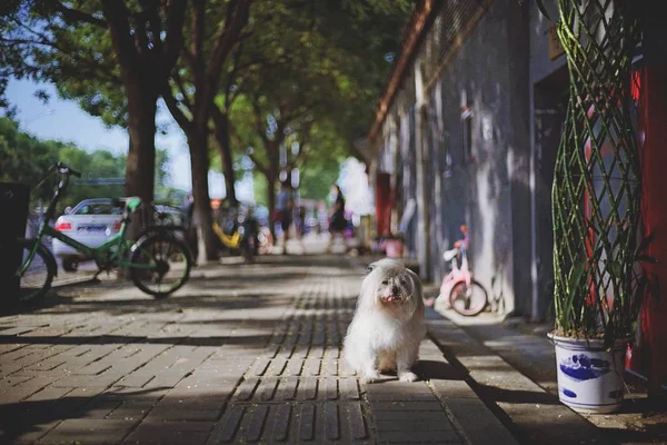 adorable dog outside at day time