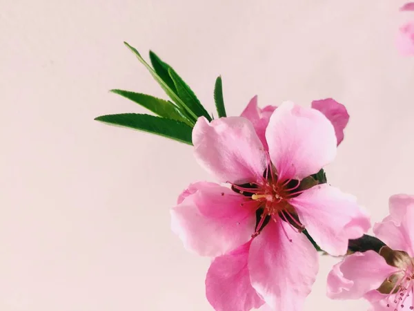 Kwiat Różowym Tle — Zdjęcie stockowe