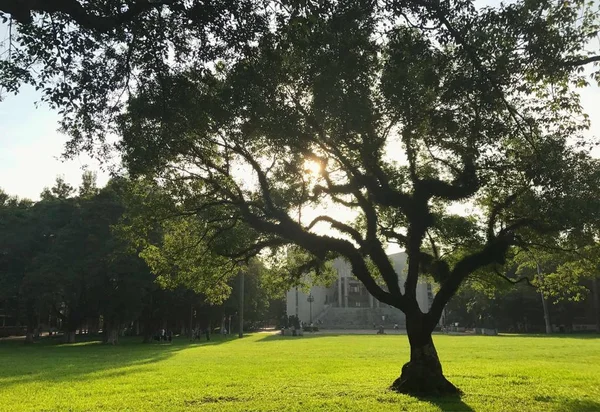 Árboles Verdes Parque — Foto de Stock