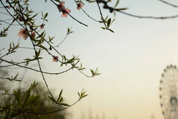 Árboles Muertos Cielo — Foto de Stock