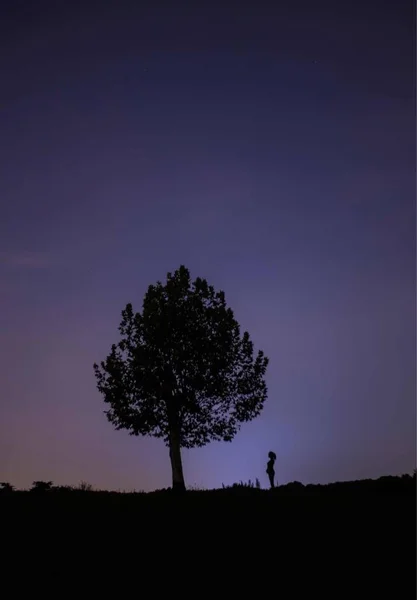 Árbol Cielo Nocturno — Foto de Stock