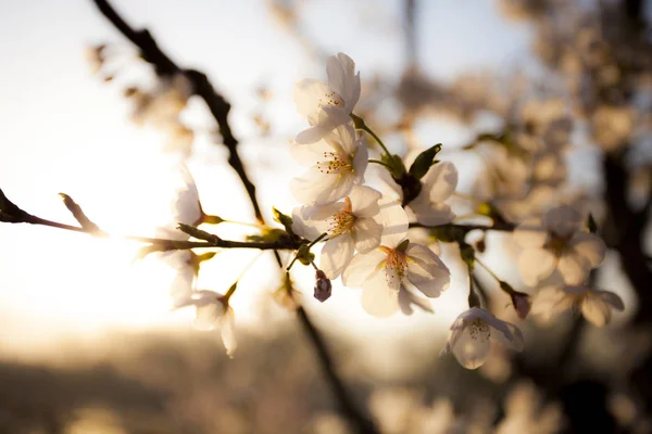 Närbild Persika Blomma Blommar Våren — Stockfoto