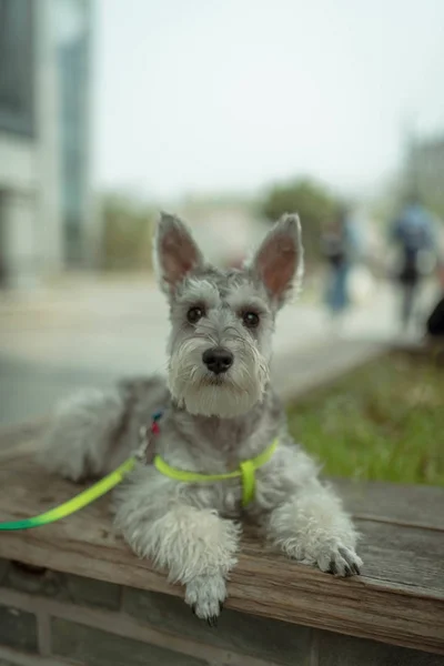 adorable dog outside at day time