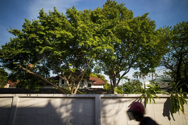 Árboles Parque Ciudad — Foto de Stock