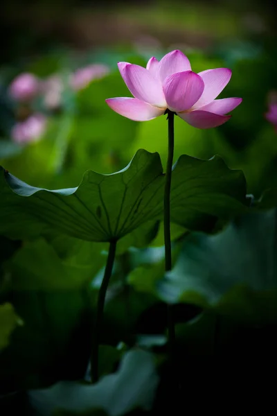 Квітка Лотоса Цвіте Ставку — стокове фото