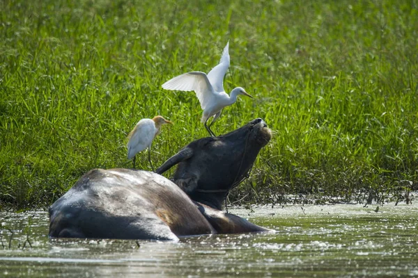 the white birds on the cow in the water