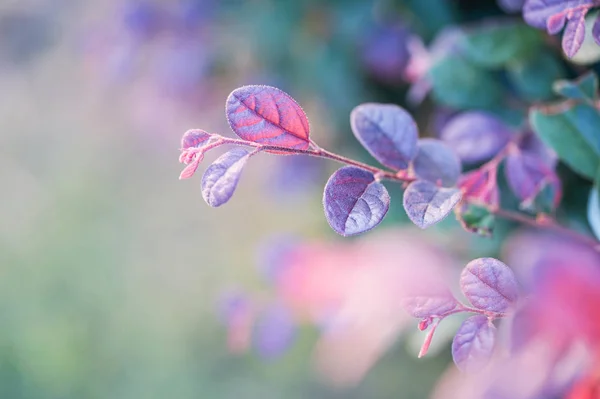 Flores Florecientes Hermosas Jardín — Foto de Stock