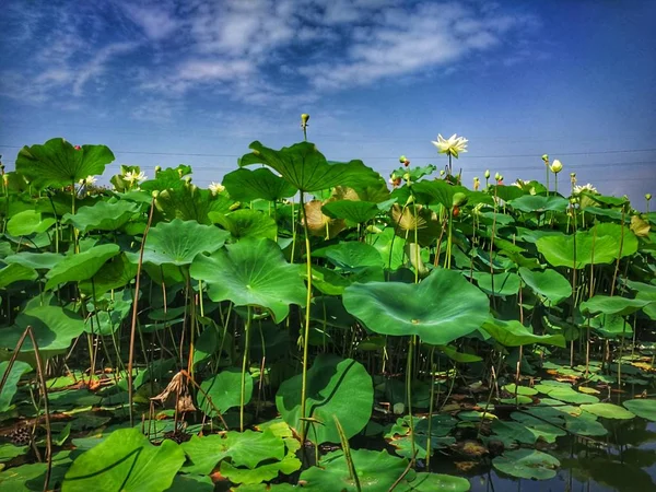 Hojas Verdes Flores Loto — Foto de Stock