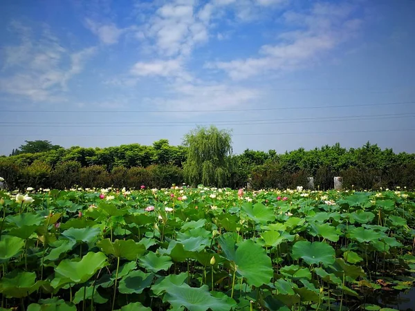 Hermoso Campo Verde Con Cielo Azul — Foto de Stock