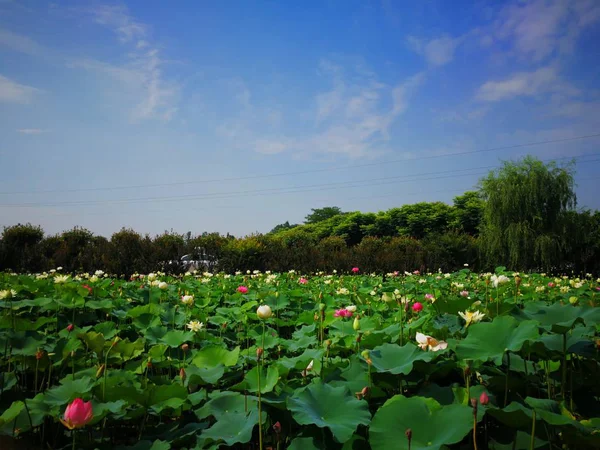 Hermosas Flores Loto Florecen Estanque — Foto de Stock