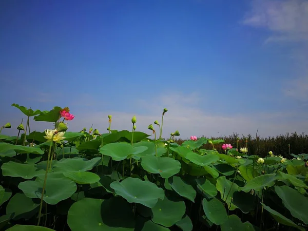 Hermoso Plano Botánico Fondo Pantalla Natural — Foto de Stock