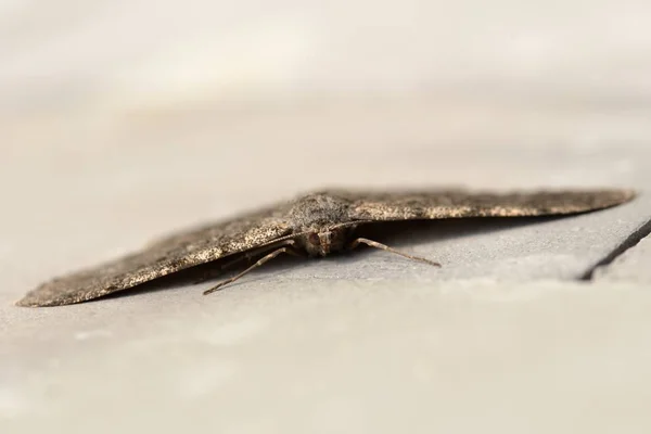 Macro Una Hoja Árbol Muerto — Foto de Stock