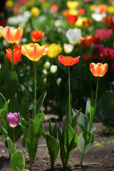 The tulips of the botanical garden are in full bloom