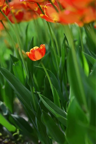 The tulips of the botanical garden are in full bloom