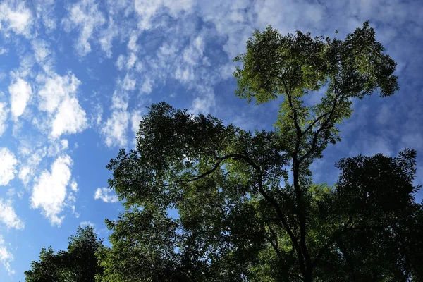 Árboles Cielo Con Nubes — Foto de Stock