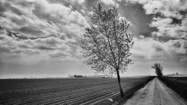 картинка одинокое дерево в поле. Смотреть фото картинка одинокое дерево в поле. Смотреть картинку картинка одинокое дерево в поле. Картинка про картинка одинокое дерево в поле. Фото картинка одинокое дерево в поле картинка одинокое дерево в поле. Смотреть фото картинка одинокое дерево в поле. Смотреть картинку картинка одинокое дерево в поле. Картинка про картинка одинокое дерево в поле. Фото картинка одинокое дерево в поле