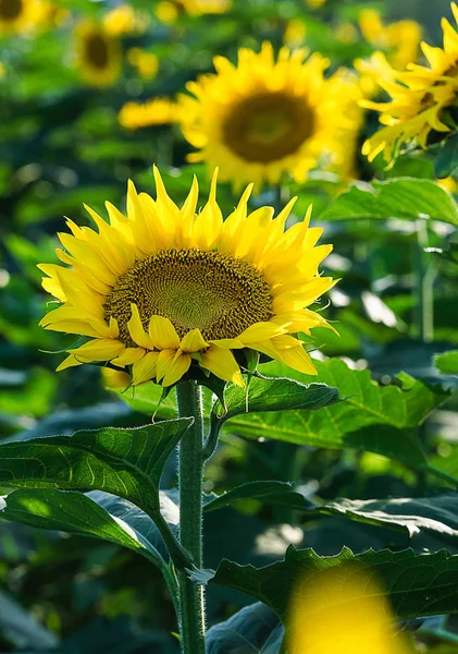 在田里生长的向日葵的日光 — 图库照片