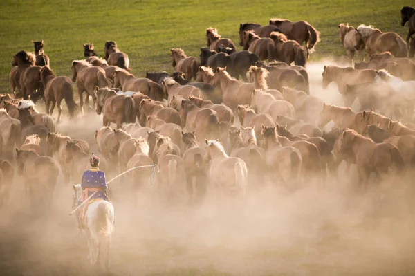 Troupeau Vaches Dans Champ — Photo