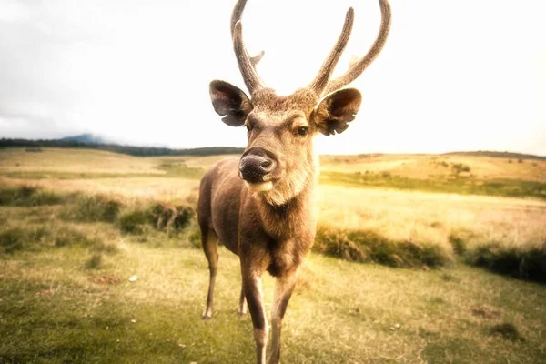 young deer in the field.