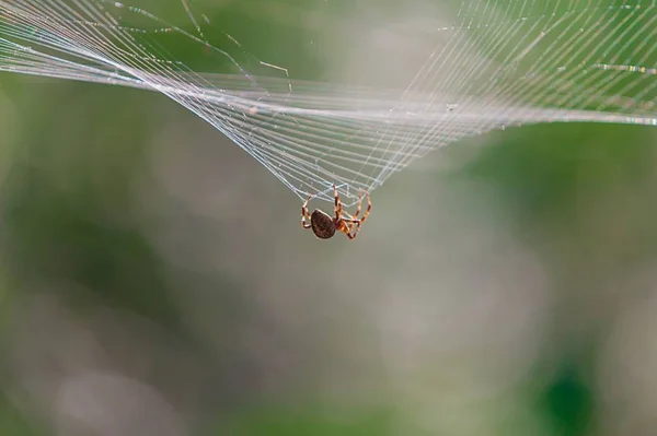 クモの巣や動植物 — ストック写真