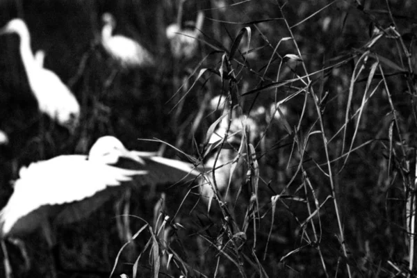 Foto Blanco Negro Unas Hermosas Flores Primavera — Foto de Stock