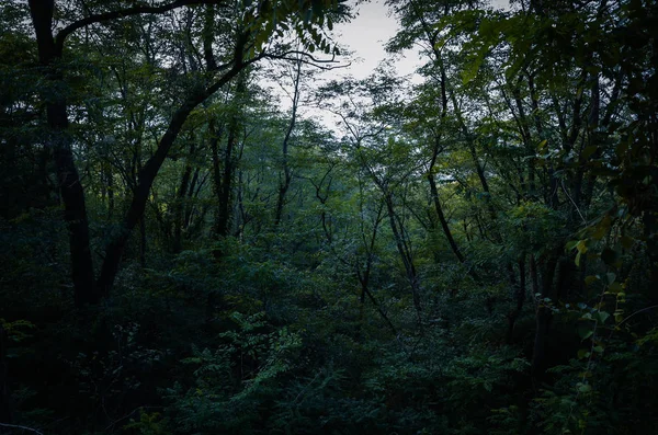 Hermosos Pinos Bosque — Foto de Stock