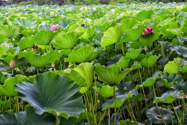 Vista Flores Loto Florecen — Foto de Stock