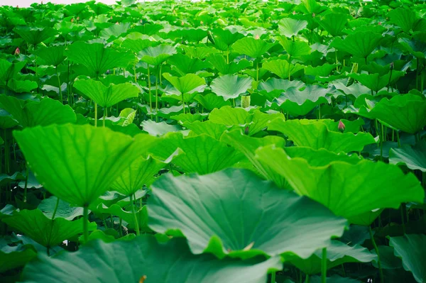 Vista Las Almohadillas Loto Verde Estanque — Foto de Stock