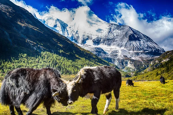 Vaca Pastando Nas Montanhas — Fotografia de Stock