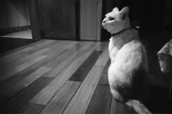 black and white cat sitting on the floor