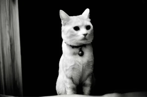 cat in black and white background