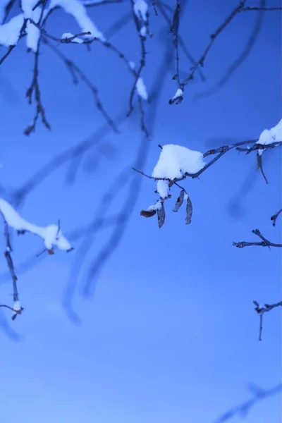 beautiful botanical shot, natural plant wallpaper