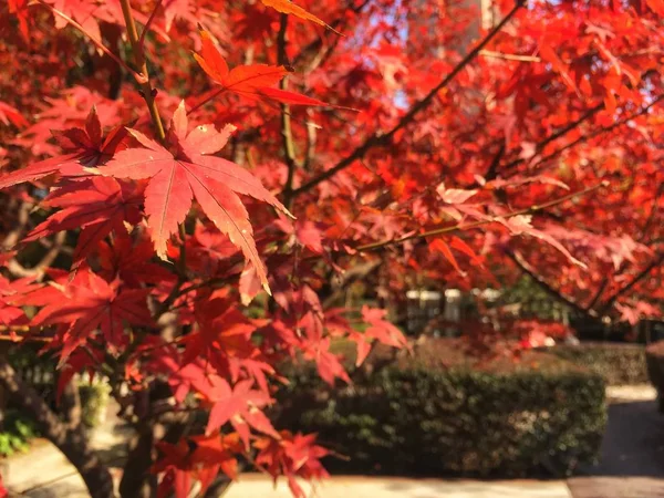 red maple leaves in autumn season