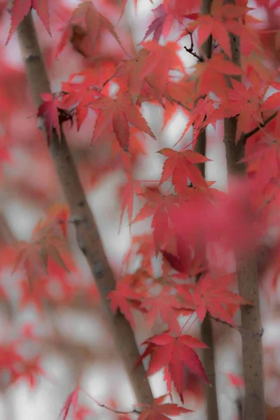 red maple leaves in autumn park trees, flora and nature