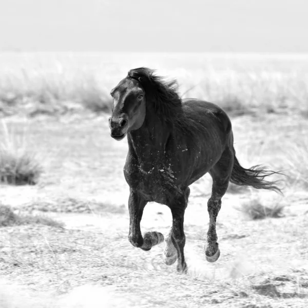 black and white horse running on the beach