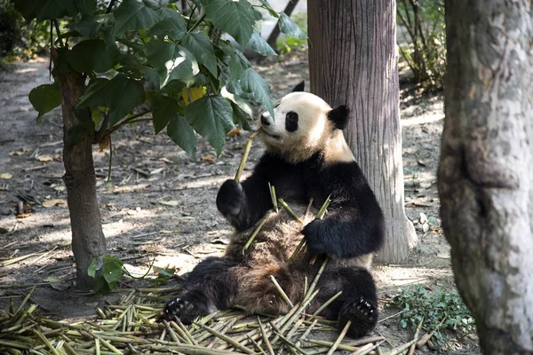 panda bear animal, flora and fauna