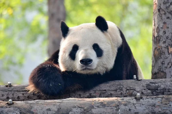 Oso Panda Animal Flora Fauna — Foto de Stock