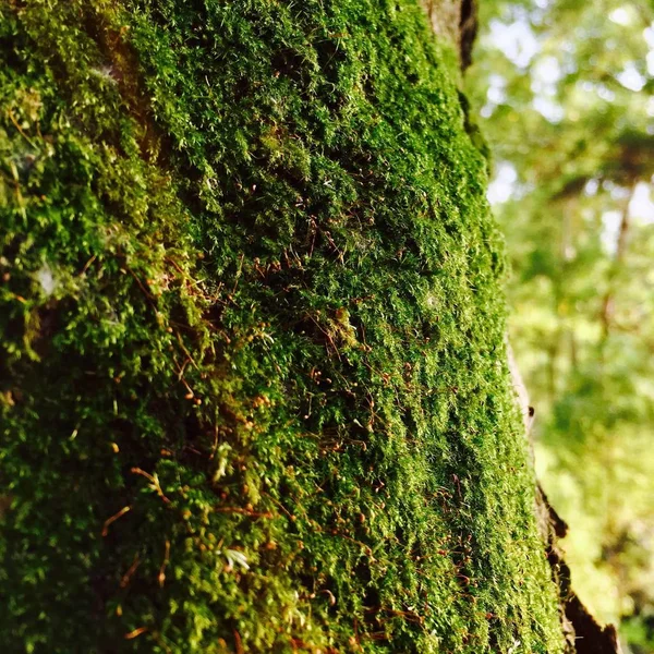 Tree Moss Forest — Stock Photo, Image