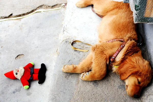 adorable dog outside at day time