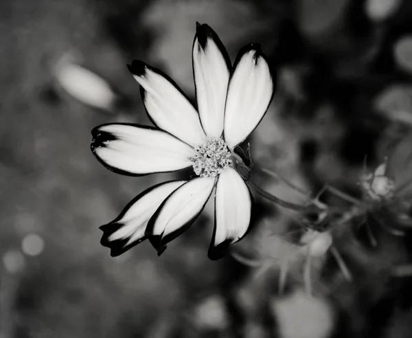 View of flower in black and white