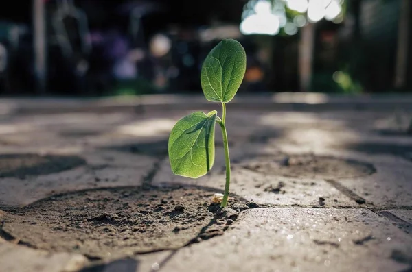 Hermoso Plano Botánico Fondo Pantalla Natural — Foto de Stock