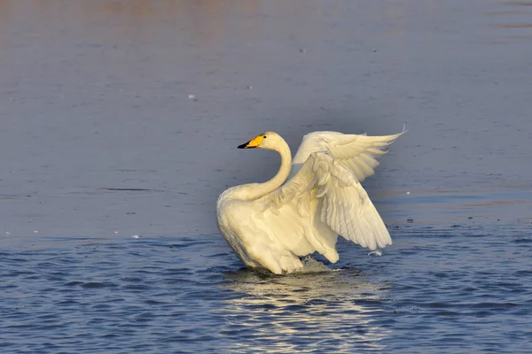 Weißer Schwan Auf Dem See — Stockfoto