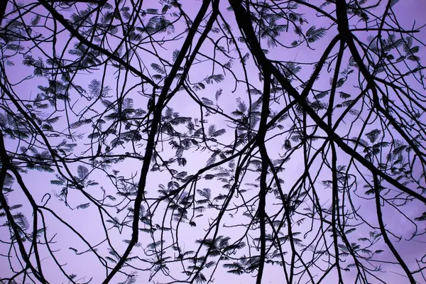 Silueta Las Ramas Del Árbol — Foto de Stock