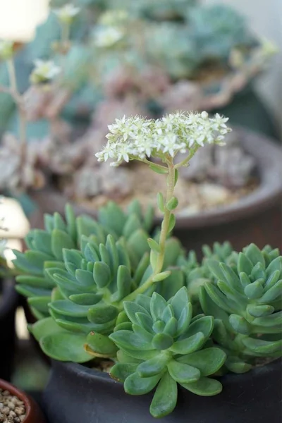 Close Van Verse Vetplanten Cactussen Kopieerruimte — Stockfoto