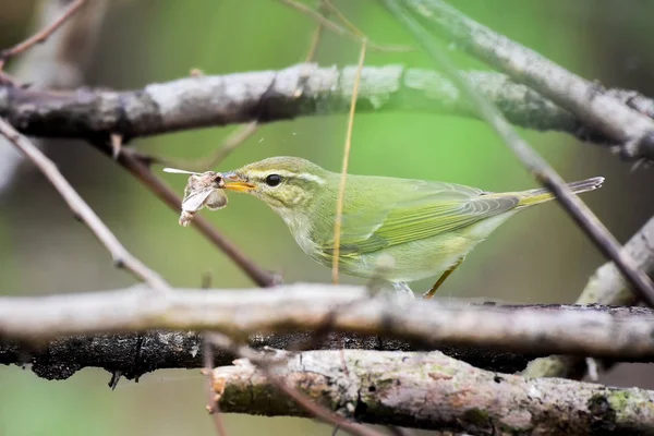 green bird sitting on a branch