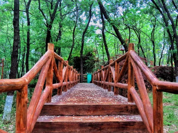 stock image wooden bridge in the forest