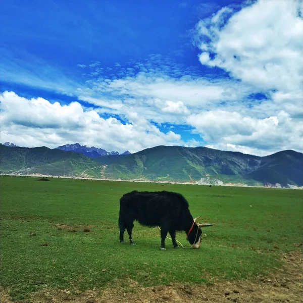 cow on the meadow with the sky