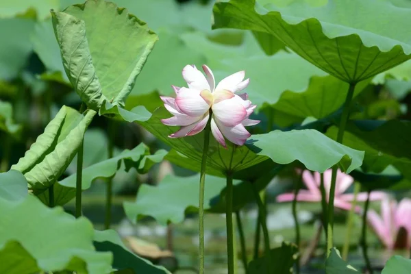 Hermosa Flor Loto Estanque — Foto de Stock