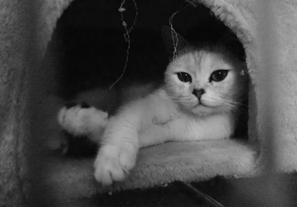 Симпатичная Домашняя Кошка — стоковое фото